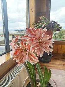 Afbeelding uit fotogalerij van Hostal Doble E Patagonia in Puerto Natales