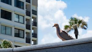 Zvířata v prázdninového domu nebo okolí