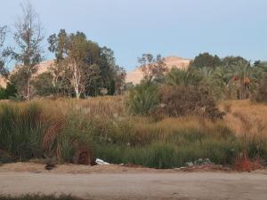 un campo di erba e alberi con montagne sullo sfondo di إيتران - Itran a Siwa