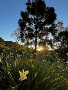 a white flower in a field with a tree at Chalé Rio Capetinga 02 in Anchieta