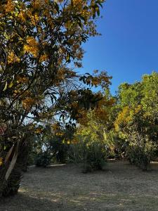 eine Gruppe von Bäumen mit Herbstblättern darauf in der Unterkunft Encanto do Mar Praia do Rosa in Praia do Rosa