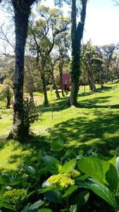 ein Park mit Bäumen und Blumen im Gras in der Unterkunft Refúgio Serrano in São Francisco de Paula + 1 Foto