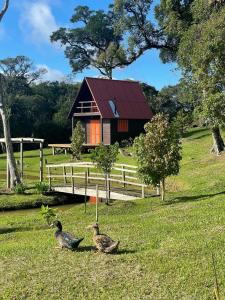 drei Enten im Gras vor einem Haus in der Unterkunft Refúgio Serrano in São Francisco de Paula