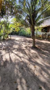 a palm tree in the middle of a dirt road at Coração do Mar in Cayru +15 photos