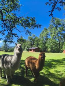Άλλα ζώα σε αυτή η παραθεριστική κατοικία ή στη γύρω περιοχή