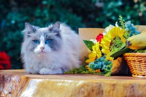 Et eller flere kæledyr der bor med gæster på 木心居南门机场大巴店Muxin INN