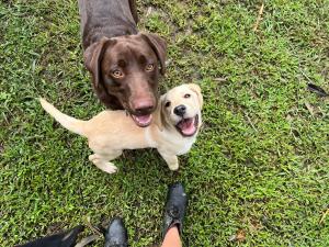 Κατοικίδιο ή κατοικίδια επισκεπτών που μένουν στο Tropic Oasis by Charlesworth +9 φωτογραφίες