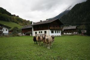 un groupe de moutons debout dans un champ devant une maison dans l'établissement Ferienhaus Ruggenthaler, à Matrei in Osttirol