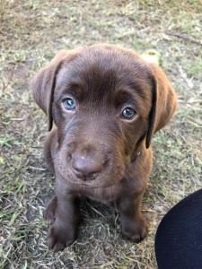 a brown puppy with blue eyes sitting in the grass at Tropic Oasis by Charlesworth in Coffs Harbour