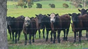 a herd of cows standing behind a barbed wire fence at Little Birdy in Tawonga