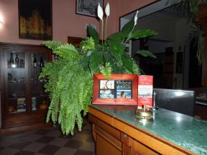 een bar met een groene plant op de toonbank bij Da Santo Hotel Ristorante Pizzeria in Ferrara