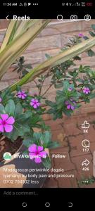 Zahrada ubytování The Hide out