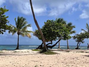 een groep palmbomen op een zandstrand bij Aqua longe Saint-François in Saint-François