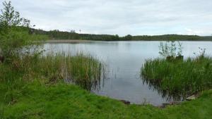 a large body of water with grass in the foreground at Bungalow am Küstrinsee bei Lychen in Lychen