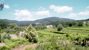 uitzicht op een wijngaard met bergen op de achtergrond bij Quinta de Agriboa House in Cepões