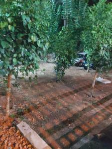 two trees in a yard next to a parking lot at Hotel SERENDIB INN in Panadura +2 photos