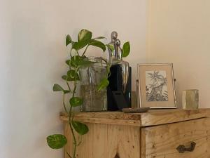 Eine Vase mit einer Pflanze steht auf einem Tisch. in der Unterkunft Villa Éden in Dakar + 5 Fotos