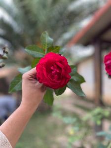 een persoon met een rode roos in zijn hand bij Cabaña Virginia in Samaipata
