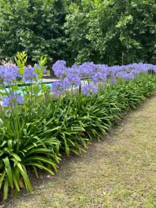 a row of purple flowers in a garden at Villa Paula in Ranchos