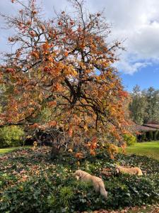 Zahrada ubytování Alma Sur Lodge