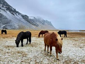 Zvířata v prázdninového domu nebo okolí