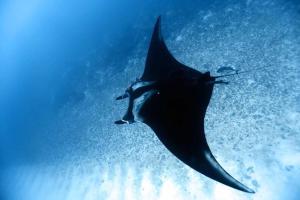 Dyr på pensionatet eller i nærheden