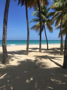 een groep palmbomen op een strand met de oceaan bij Borinquen Beach Inn in San Juan