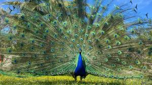 een pauw met zijn veren op het gras bij The Artist's Farm in Dhiyeliótika