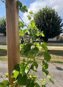 Zahrada ubytování Tente Cloche de Vigne - Glamping on a Vineyard + 8 fotografií