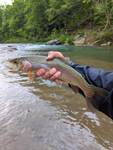 a person holding a fish in a river at Cliffside at Piney Falls - Creek Access - Sweeping Views in Boswell