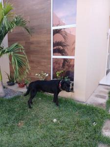 Domácí mazlíčci ubytovaní s hosty v ubytování Mikeias sousa