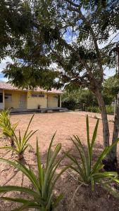 zwei Pflanzen vor einem Haus in der Unterkunft Chalé Pitaya 05 in Piranhas