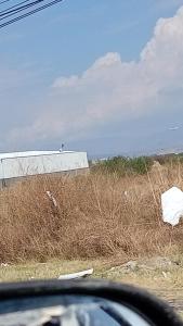ein Feld mit hohem braunem Gras neben einem Gebäude in der Unterkunft Dep1 in Guanajuato