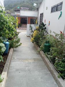 Κήπος έξω από το Hostal Patio Bonito