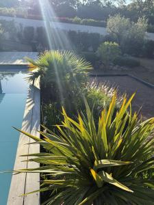 een tuin met een zwembad en een aantal planten bij suara in Pinarellu +43 foto's