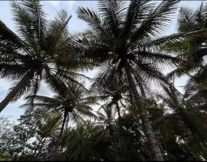 Gallery image of NATUREs LAP FARM STAY Mysore in Mysore +30 photos