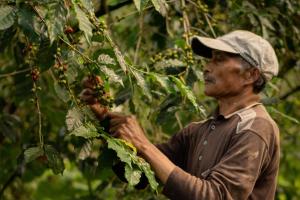 Hosté ubytování Munduk Moding Plantation Nature Resort + 91 fotografií