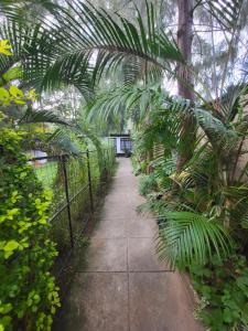 内罗毕The Akenza Cottage的一座种有棕榈树的温室和一条走道