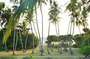 إطلالة على المحيط في بينتوتا: مجموعة من أشجار النخيل على الشاطئ