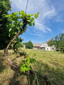 ein Baum auf einem Feld mit einem Haus im Hintergrund in der Unterkunft Family house with garden in Karlovice