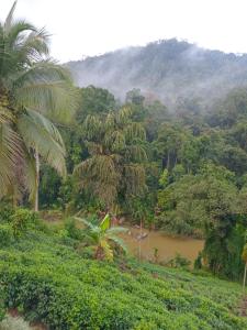 a river in the middle of a jungle with trees at Rainforest View in Deniyaya +45 photos