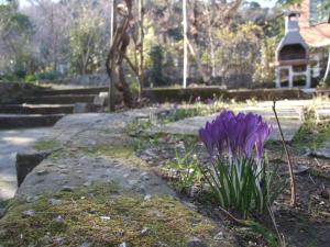 eine lila Blume in einem Garten mit einem Haus im Hintergrund in der Unterkunft Huge Holiday Home in Marina di Castagneto Carducci near Sea in Donoratico + 32 Fotos