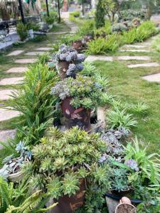 ein Garten mit vielen Pflanzentöpfen in der Unterkunft Mộc Homestay - Mộc Châu in Mộc Châu