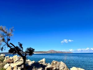 un albero sulle rocce vicino all'acqua di Nomas Home Kalyves a Kalyves