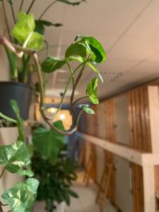 een groene plant groeit in een kamer bij Urban Capsule in Dresden