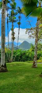a group of palm trees in a field of grass at Villa DAV'ANGEL in Le Lamentin