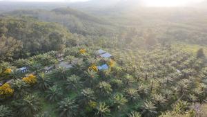an aerial view of a forest of palm trees at Por Sampao Camp&Resort in Ban Pha Saeng Lang