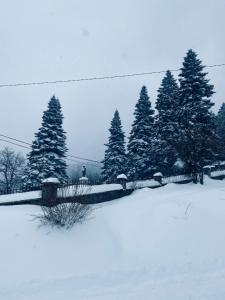 un gruppo di pini in un campo innevato di Tin-Nik Apartments a Kruševo