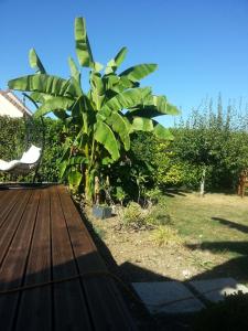 een houten terras met een stoel en een bananenboom bij Petite Escale in Beaugency +16 foto's