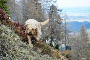Dyr i feriehuset eller i nærheden